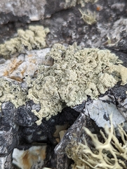 Protoparmeliopsis pinguis