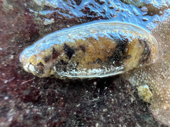Onchidoris bilamellata