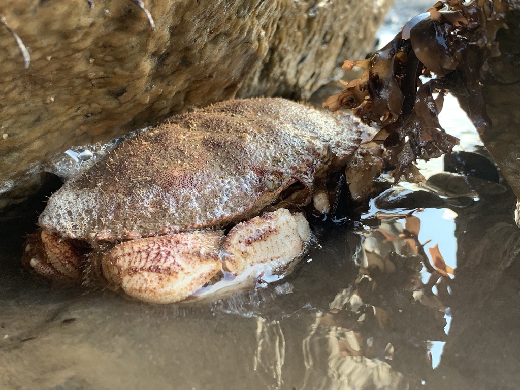 Photo of a Jonah Crab