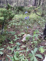 Penstemon attenuatus