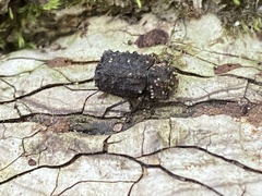 Bolitotherus cornutus