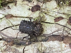 Bolitotherus cornutus