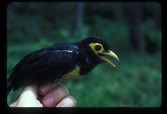 Trachyphonus purpuratus