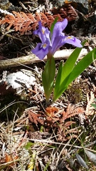Iris lacustris