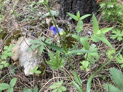 Penstemon attenuatus
