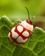 Alagoasa decemguttata