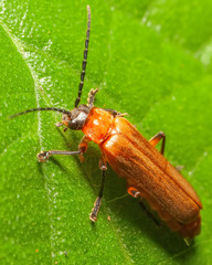 Cantharidae