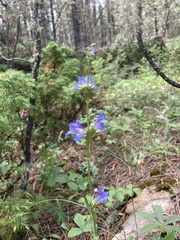 Penstemon attenuatus