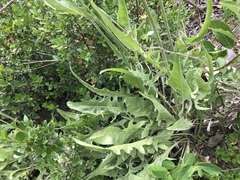 Crepis acuminata