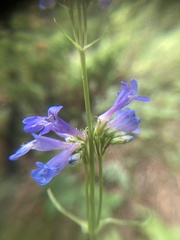 Penstemon attenuatus