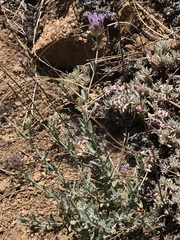 Monardella linoides oblonga