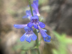 Penstemon attenuatus