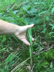 Carex biltmoreana