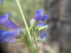 Penstemon attenuatus