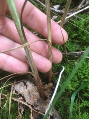 Carex biltmoreana
