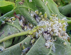 Prociphilus fraxinifolii