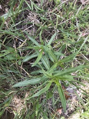 Asclepias fascicularis