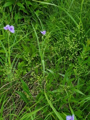 Dichanthelium leibergii