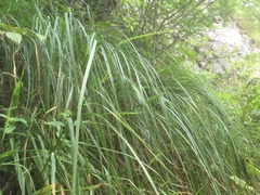 Carex biltmoreana