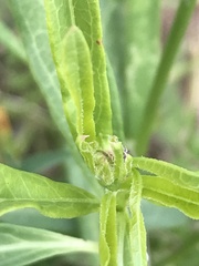 Asclepias fascicularis