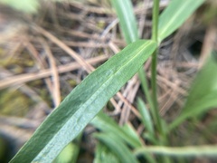 Penstemon attenuatus