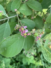 Malpighia mexicana