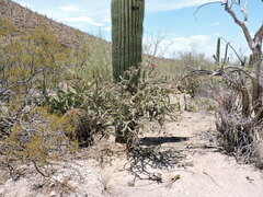 Cylindropuntia thurberi versicolor
