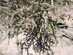 Cylindropuntia thurberi versicolor