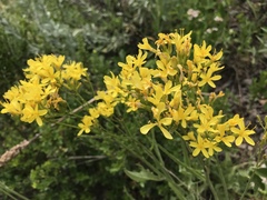 Crepis acuminata