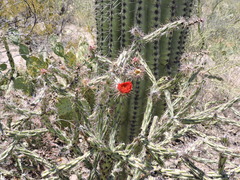 Cylindropuntia thurberi versicolor