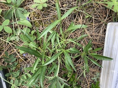 Penstemon attenuatus