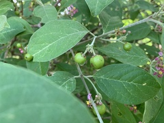 Malpighia mexicana