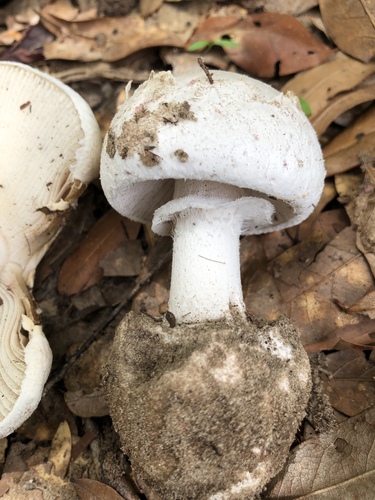 Amanita mutabilis image