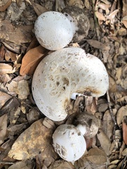 Amanita mutabilis image