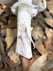 Amanita mutabilis image