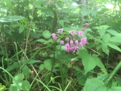 Allium allegheniense