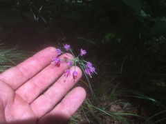 Allium allegheniense