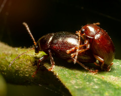 Eumolpinae