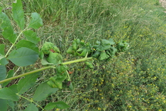 Prociphilus fraxinifolii