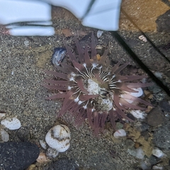 Aulactinia incubans