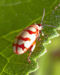 Alagoasa decemguttata