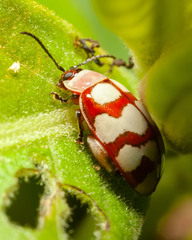 Alagoasa decemguttata