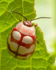 Alagoasa decemguttata