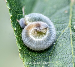 Monostegia
