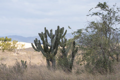 Cereus stenogonus