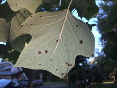 Illinoia liriodendri