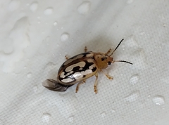 Phola octodecimguttata