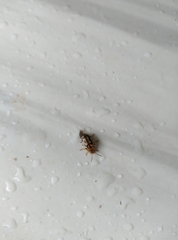 Phola octodecimguttata