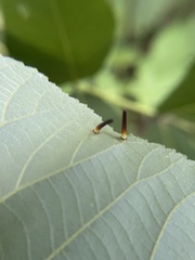 Caryomyia subulata