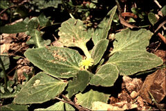 Cymbonotus lawsonianus